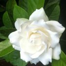 6 Plant Belmont Gardenia Well-Rooted Starter Plants Flower Plants