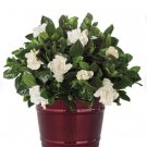 12 Plant Belmont Gardenia Well-Rooted Starter Plants Flower Plants