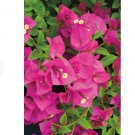 3 Plant Flower Miami Pink Well-Rooted, Bougainvillea Starter Plants
