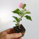 12 Plant Flower Miami Pink Well-Rooted, Bougainvillea Starter Plants For Garden