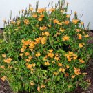 2 Plant Flower Crossandra Flame Infundibufiformis, Well-Rooted Starter Plants For Garden