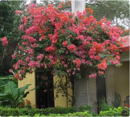 3 Flower Rare Miss Manila Live Bougainvillea Starter Plants For Garden