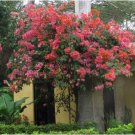 3 Flower Rare Miss Manila Live Bougainvillea Starter Plants For Garden