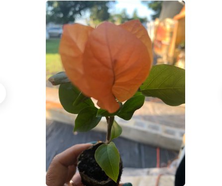 6 Flower Rare Miss Manila Live Bougainvillea Starter Plants For Garden