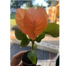 6 Flower Rare Miss Manila Live Bougainvillea Starter Plants For Garden