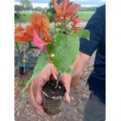 12 Flower Rare Miss Manila Live Bougainvillea Starter Plants For Garden