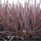 Drought Tolerant Sweet-Scented Flowers 6 Cordyline ‘Red Sensation’ Starter Plants