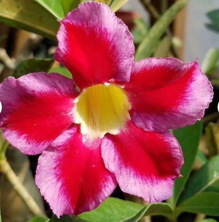 4 Mixed Flower Desert Rose Adenium Well-Rooted Cuttings For Garden