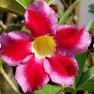 4 Mixed Flower Desert Rose Adenium Well-Rooted Cuttings For Garden