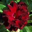 Rose Adenium 12 Mixed Well-Rooted Cuttings For Garden Flower Desert