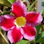 4 Mixed Flower Desert Rose Adenium Well-Rooted Cuttings For Garden
