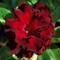 4 Mixed Flower Desert Rose Adenium Well-Rooted Cuttings For Garden