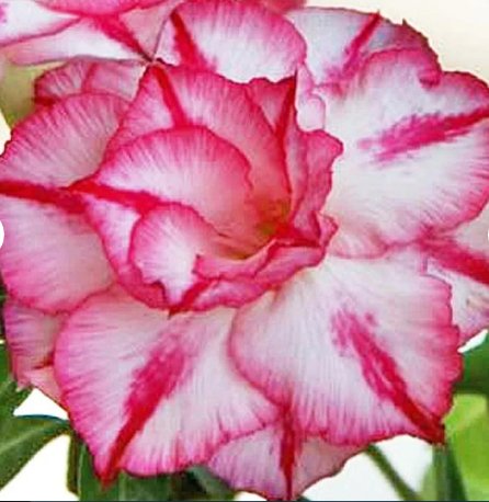 7 Seeds Flower Plant Fresh Desert Rose Adenium Seeds For Garden