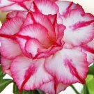 7 Seeds Flower Plant Fresh Desert Rose Adenium Seeds For Garden