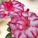28 Seeds Desert Rose Adenium Seeds For Garden Flower Plant Fresh