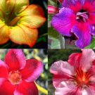 3 Hybrid Mixed Well-Rooted Adenium/Desert Rose Yearlings For Garden Flower Plant Fresh