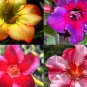 Adenium/Desert Rose Yearlings 6 Hybrid Mixed Well-Rooted For Garden Flower Plant Fresh