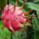 Well-Rooted Red Dragon Fruit ‘Pitaya’ Starter Plant 2 Stems