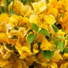 Gold Well-Rooted, Golden Yellow Bougainvillea Starter Plants 6 Flower Plant California