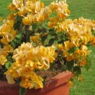 Golden Yellow Bougainvillea Starter Plants 9 Flower Plant California Gold Well-Rooted