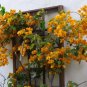Golden Yellow Bougainvillea Starter Plants 9 Flower Plant California Gold Well-Rooted