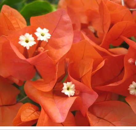 12 Flower Well-Rooted Bright 'Sundown Orange' Bougainvillea, Starter Plants