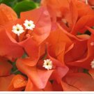 12 Flower Well-Rooted Bright 'Sundown Orange' Bougainvillea, Starter Plants