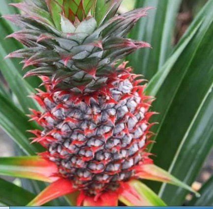 2 Fruit Florida Special Pineapple Starter Plants Super Sweet Easy to Grow