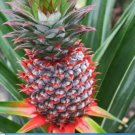 2 Fruit Florida Special Pineapple Starter Plants Super Sweet Easy to Grow