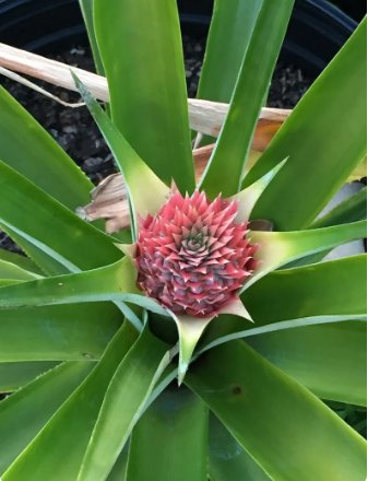 4 Fruit Florida Special Pineapple Starter Plants Super Sweet Easy to Grow