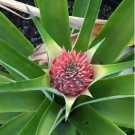 4 Fruit Florida Special Pineapple Starter Plants Super Sweet Easy to Grow