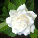 6 Plant Belmont Gardenia Well-Rooted Starter Plants Best Indoor Cold-Hardy Intoxicating Fragrance