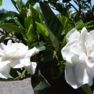 Well-Rooted Starter Plants Best Indoor Cold-Hardy Intoxicating Fragrance 12 Plant Belmont Gardenia