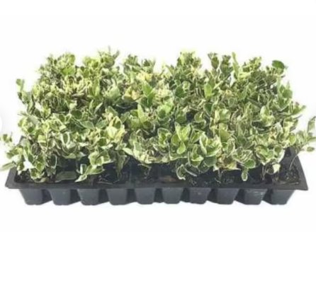 3 Plant Garden Jackfrost Ligustrum, Starter Plant Variegated Cold Hardy
