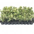 3 Plant Garden Jackfrost Ligustrum, Starter Plant Variegated Cold Hardy