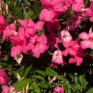 3 Flower Plant Vibrant Pink Well-Rooted Mandevilla Starter Plants Bold Rich Flower Healthy Plants