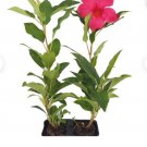 Well-Rooted Mandevilla Starter Plants Bold Rich Flower Healthy Plants 6 Flower Plant Vibrant Pink