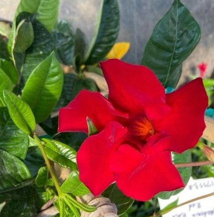 Starter Plants Bold Rich Flower Drought Tolerant 6 Red Vining Well-Rooted Mandevilla