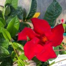 Starter Plants Bold Rich Flower Drought Tolerant 6 Red Vining Well-Rooted Mandevilla