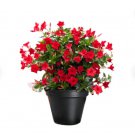 Starter Plants Bold Rich Flower Drought Tolerant 12 Red Vining Well-Rooted Mandevilla