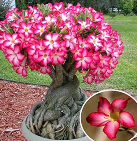 1 Adenium Desert Rose 'Arabicum' (Fat Boy) Well-Branched Large Caudex Blooming