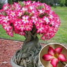 1 Adenium Desert Rose 'Arabicum' (Fat Boy) Well-Branched Large Caudex Blooming