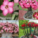 Caudex Blooming Flower Plant For Garden 4 Adenium Desert Rose 'Arabicum' (Fat Boy)