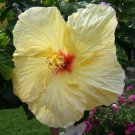 3 Flower Plant 'Hula Girl' Hibiscus Beautiful Tropical Ornamental Well-Rooted Starter Plants