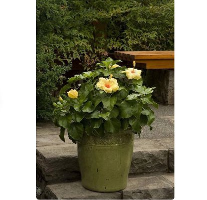Tropical Ornamental Well-Rooted Starter Plants 6 Flower Plant 'Hula Girl' Hibiscus Beautiful