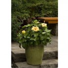 Tropical Ornamental Well-Rooted Starter Plants 6 Flower Plant 'Hula Girl' Hibiscus Beautiful