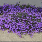 1 Flower Plant Purple LantanaStarter Plants Vibrant Purple Blooms Birds, Butterflies
