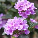 Vibrant Purple Blooms Birds, Butterflies 2 Flower Plant Purple Lantana Starter Plants