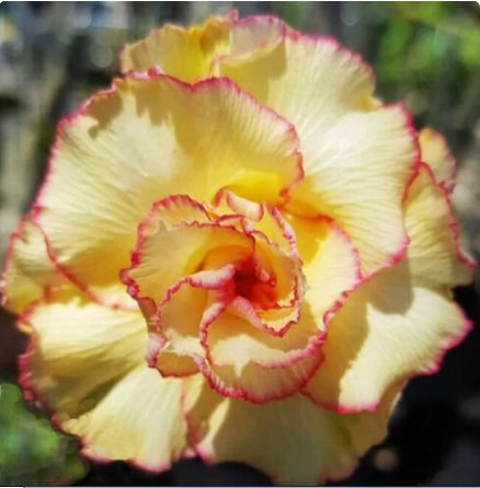 15 Seeds Flower Plant Fresh Desert Rose Adenium Seeds