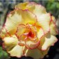 15 Seeds Flower Plant Fresh Desert Rose Adenium Seeds